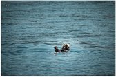 WallClassics - Poster (Mat) - Otter in de Zee - 105x70 cm Foto op Posterpapier met een Matte look
