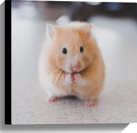 WallClassics - Canvas  - Schattige Hamster op de Keukentafel - 40x40 cm Foto op Canvas Schilderij (Wanddecoratie op Canvas)