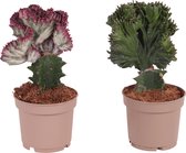 Plant in a Box - Mix van 2 - Euphorbia Lactea Cristata, Euphorbia Lactea Frankii - Vetplantenmix - Pot 12cm - Hoogte 25-30cm