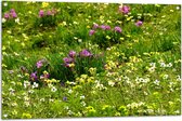 WallClassics - Poster de jardin - Fleurs colorées entre l'herbe verte - 105x70 cm Photo sur Poster de jardin (décoration murale pour l'extérieur et l'intérieur)