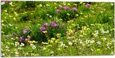 WallClassics - Poster de jardin - Fleurs colorées entre l'herbe verte - 100x50 cm Photo sur poster de jardin (décoration murale pour l'extérieur et l'intérieur)