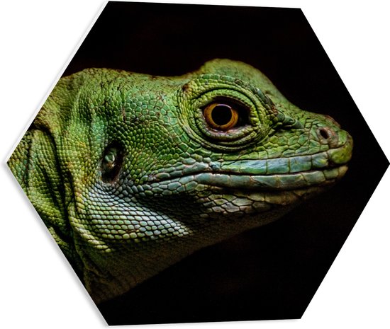 WallClassics - PVC Schuimplaat Hexagon  - Groen Reptiel met Zwarte Achtergrond - 50x43.5 cm Foto op Hexagon (Met Ophangsysteem)