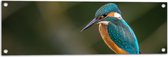 WallClassics - Tuinposter – Ijsvogel op een Tak - 90x30 cm Foto op Tuinposter  (wanddecoratie voor buiten en binnen)