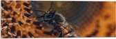WallClassics - Acrylglas - Close-up Honingbij op een Bloem - 90x30 cm Foto op Acrylglas (Wanddecoratie op Acrylaat)