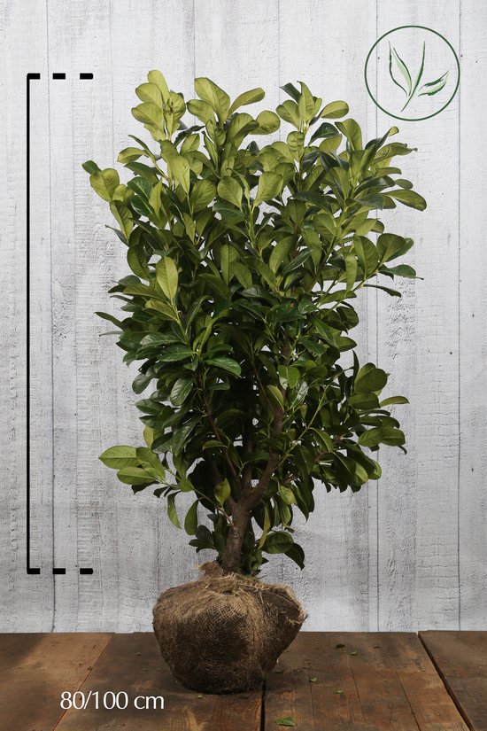 10 stuks Laurier 'Etna' Kluit 80100 cm Extra kwaliteit Compacte