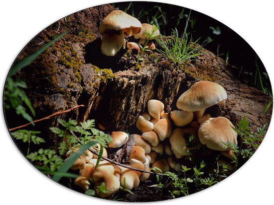 WallClassics - Dibond Ovaal - Bruine Paddenstoelen op een Boomstam - 68x51 cm Foto op Ovaal (Met Ophangsysteem)