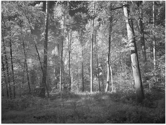WallClassics - Poster Glossy – Forêt Zwart / Wit - 80x60 cm Photo sur Papier Poster avec Finition Brillante