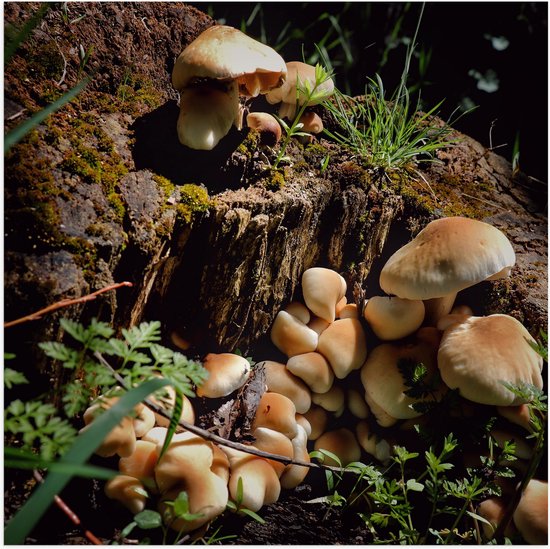 WallClassics Poster (Mat) Bruine Paddenstoelen op een Boomstam 100x100 cm Foto...