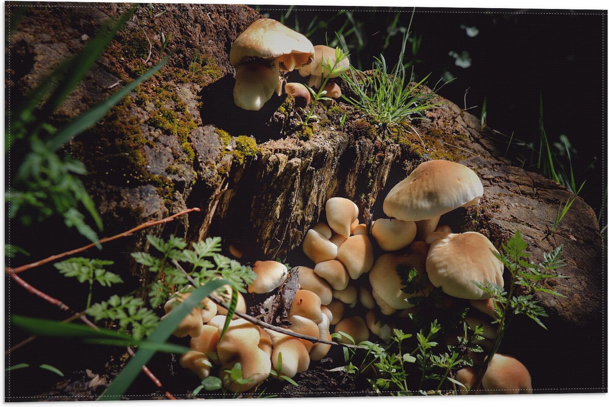 Vlag - Bruine Paddenstoelen op een Boomstam - 60x40 cm Foto op Polyester Vlag