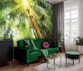 Fotobehang - Vlies Behang - Grote Boom in het Bos - Zonlicht - Natuur - 368 x 254 cm