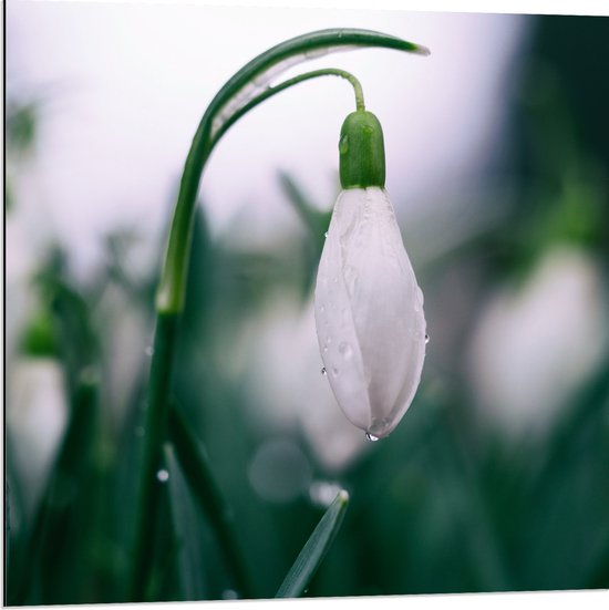 WallClassics - Dibond - Sneeuwklokje met Water Druppels - 80x80 cm Foto op Aluminium (Wanddecoratie van metaal)