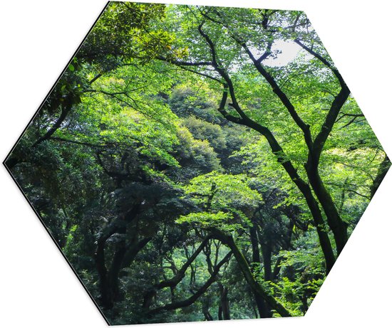 WallClassics - Dibond Hexagon - Verschillende Bomen in het Bos - 70x60.9 cm Foto op Hexagon (Met Ophangsysteem)