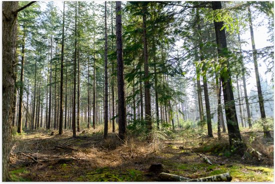 WallClassics - Poster (Mat) - Hoge Naaldbomen in het Bos - 150x100 cm Foto op Posterpapier met een Matte look