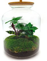 Terrarium - Lukas - ↑ 33 cm - Ecosysteem plant - Kamerplanten - DIY planten terrarium - Mini ecosysteem