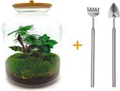 Terrarium - Lukas - ↑ 33 cm - Ecosysteem plant - Kamerplanten - DIY planten terrarium - Mini ecosysteem