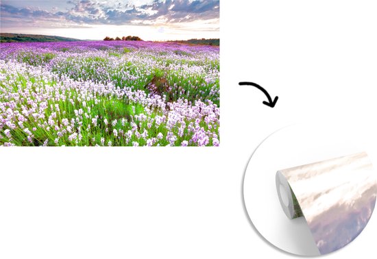 Papier peint Papier peint photo en vinyle - Champ de Lavande avec un ciel de feu largeur 600 cm x hauteur 400 cm - Tirage photo sur papier peint (disponible en 7 tailles)