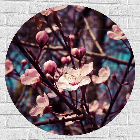 WallClassics - Muursticker Cercle - Fleur en fleurs sur arbre - 80x80 cm Photo sur Muursticker