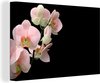 Bloem - Orchidee - Roze