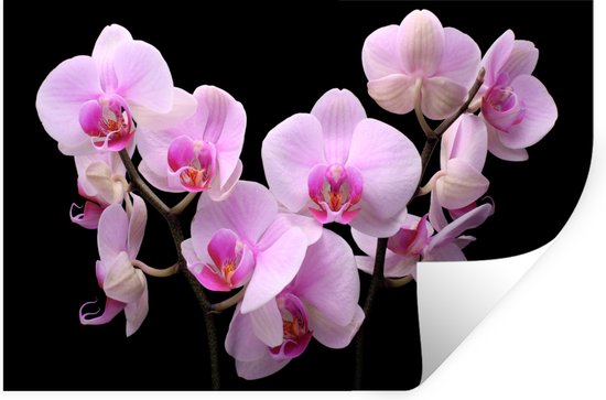 Stickers muraux - Sticker Foil - Orchidée - Fleurs - Rose - Flora - 30x20 cm - Film Adhésif - Stickers muraux Chambre Enfant - Papier Peint Auto Adhésif