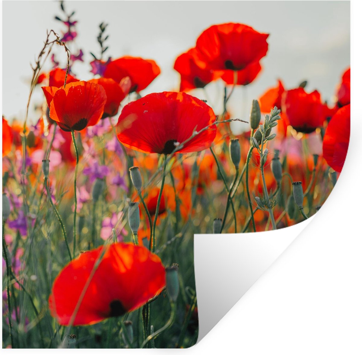 Muurstickers - Sticker Folie - Klaproos - Bloemen - Rood - Paars - Weide - 100x100 cm - Pl