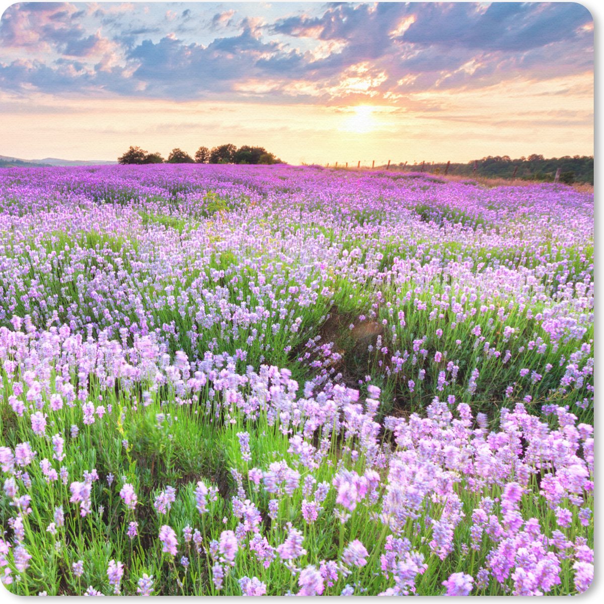Muismat 20x20 cm - Mousepad Lavendel - Bloemen - Zonsondergang - Paars - Weide - Muismatten