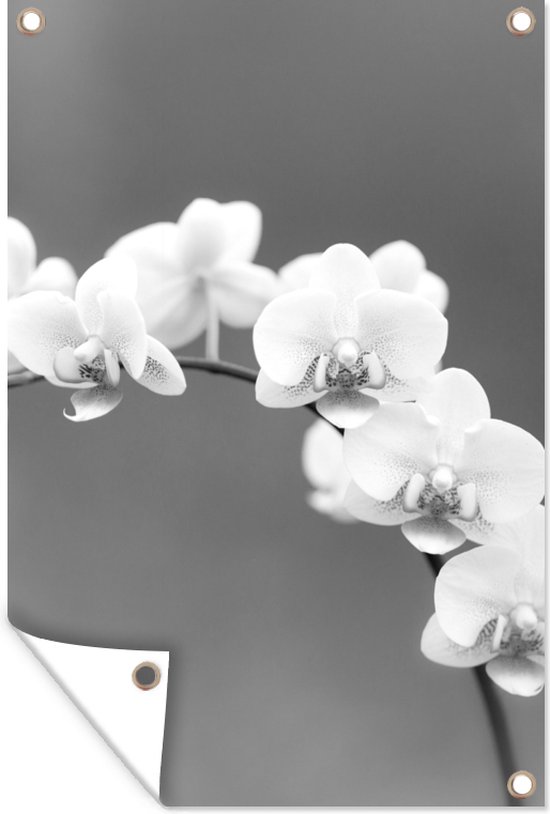Décoration de jardin Orchidée - Fleurs - Plante - Wit - Violet - 40x60 cm - Poster jardin - Toile jardin - Poster extérieur