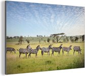 Wanddecoratie Metaal - Aluminium Schilderij Industrieel - Een lijn van Zebras lopen op de savanne van het Nationaal park Serengeti in Tanzania - 150x100 cm - Dibond - Foto op aluminium - Industriële muurdecoratie - Voor de woonkamer/slaapkamer