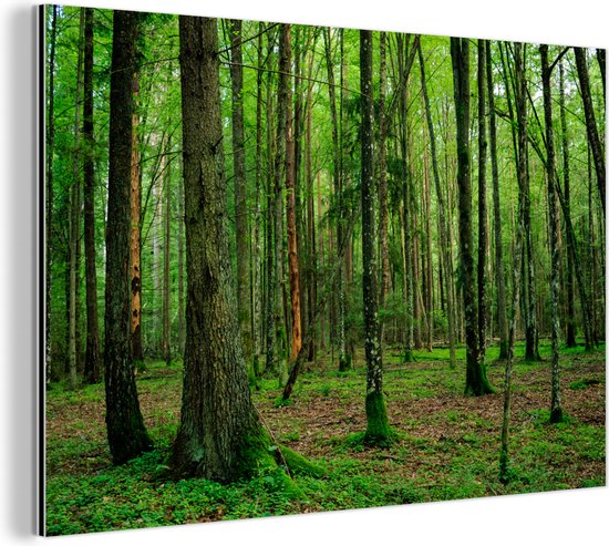 L'ancienne forêt du Parc National de Białowieża en Pologne Aluminium 180x120 cm - Tirage photo sur Aluminium (décoration murale en métal) XXL / Groot format!