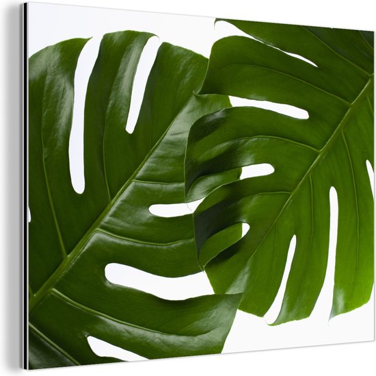 Twee bladeren botanische print Aluminium 60x40 cm - Foto print op Aluminium (metaal wanddecoratie)