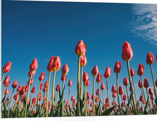 WallClassics - PVC Schuimplaat - Onderaanzicht van Roze Tulpenveld - 100x75 cm Foto op PVC Schuimplaat (Met Ophangsysteem)