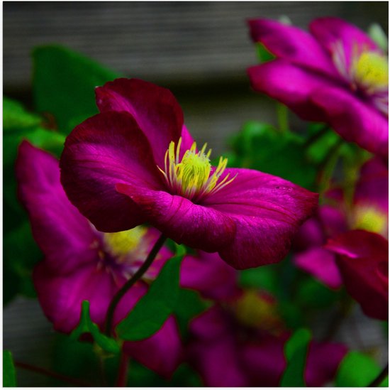 WallClassics - Poster Glanzend – Paars-Roze Gentiaan Bloemen - 80x80 cm Foto op Posterpapier met Glanzende Afwerking