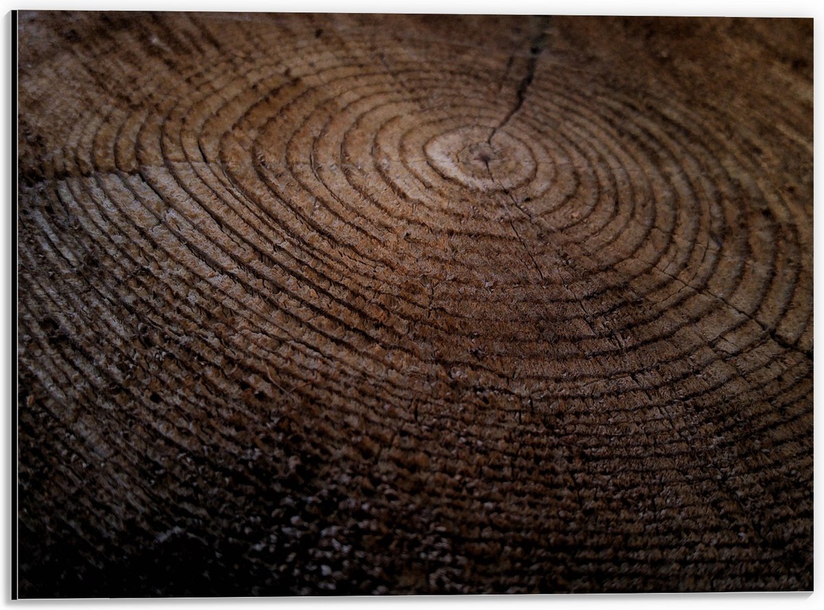 Dibond - Oude Dikke Boomstam - 40x30 cm Foto op Aluminium (Wanddecoratie van metaal)
