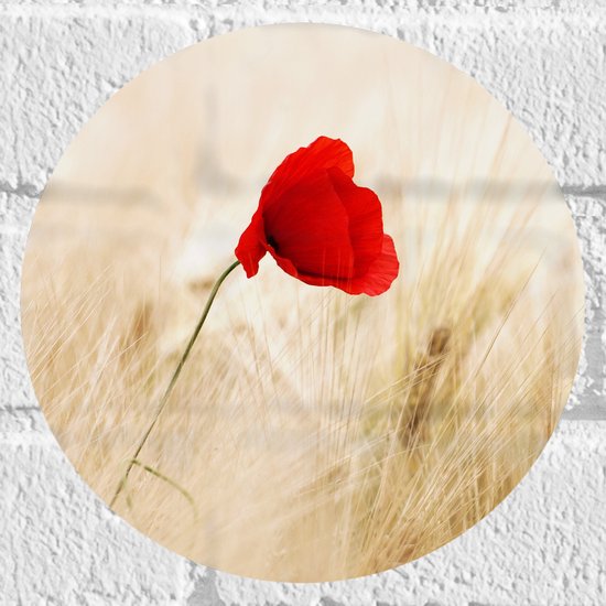 WallClassics - Muursticker Cirkel - Rode Klaproos tussen de Droge Grassen - 20x20 cm Foto op Muursticker