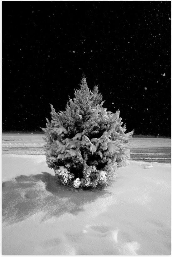 WallClassics Poster (Mat) Wit Besneeuwde Kerstboom in het Donker
