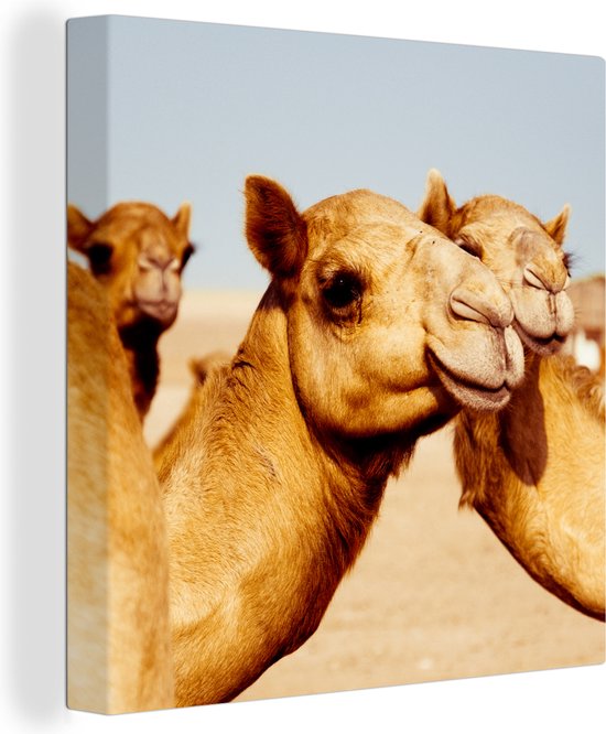 Kamelen op zandvlakte in Dubai Canvas 100x100 cm - Foto print op Canvas schilderij (Wanddecoratie)