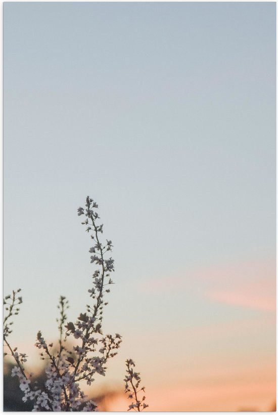 WallClassics - Poster (mat) – Branche de fleurs contre un ciel clair – Photo 40 x 60 cm sur papier poster avec un aspect mat