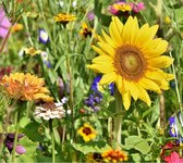 Flower essentials: 1000 kleuren voor je tuin - 5 pakjes zaden