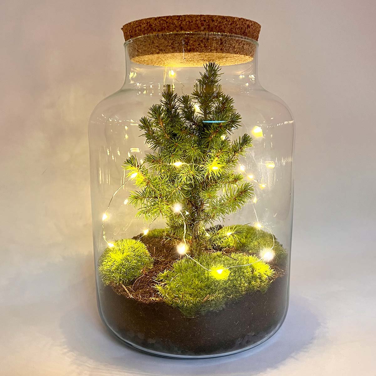 Milky Christmas - Planten terrarium met kerstboom en verlichting - ↑ 30 cm - Kerstcadeau - Kerstgeschenk - Creatief en duurzaam kerstpakket