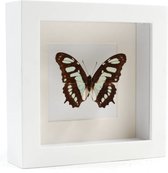 Opgezette Vlinder in Witte Lijst - Victorina Stelenes