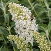 Vlinderstruik: Buddleja Davidii ‘White Profusion’ witte vlinderstuik 1,3L pot