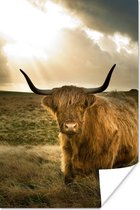 Poster Schotse hooglander - Zon - Gras - 20x30 cm