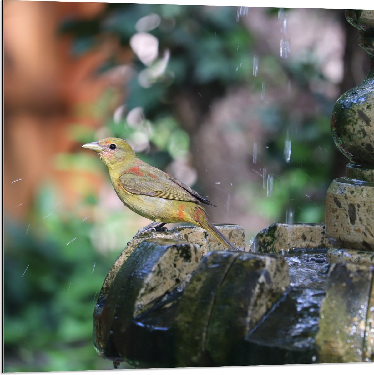 Dibond - Gele Tangare Vogel bij een Fontein - 80x80 cm Foto op Aluminium (Met Ophangsystee
