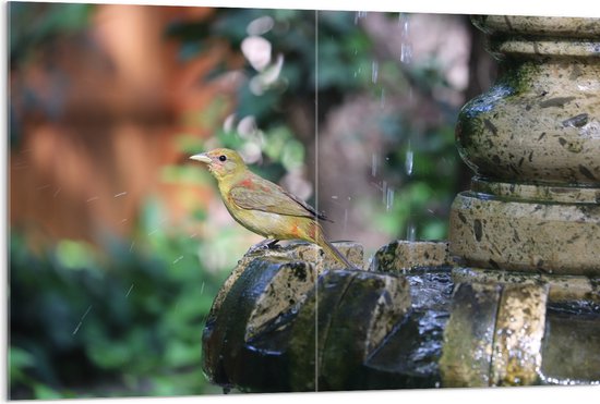 WallClassics - Acrylglas - Gele Tangare Vogel bij een Fontein - 120x80 cm Foto op Acrylglas (Met Ophangsysteem)