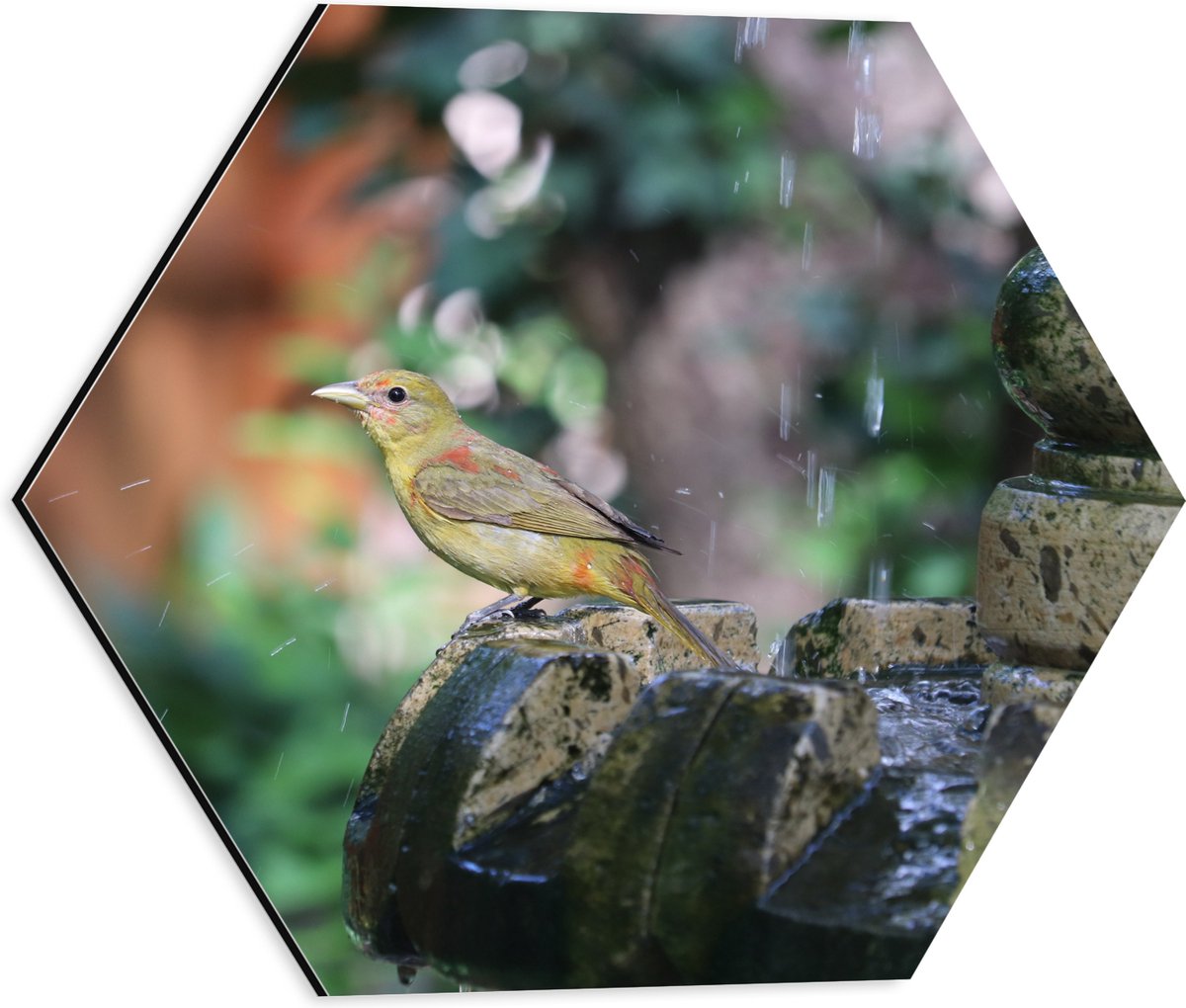 Dibond Hexagon - Gele Tangare Vogel bij een Fontein - 40x34.8 cm Foto op Hexagon (Met Opha