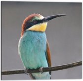 WallClassics - Dibond - Kleurrijke Bijeneter Vogel - 50x50 cm Foto op Aluminium (Met Ophangsysteem)