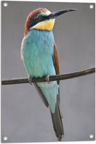 WallClassics - Tuinposter – Kleurrijke Bijeneter Vogel - 50x75 cm Foto op Tuinposter  (wanddecoratie voor buiten en binnen)
