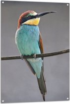 WallClassics - Tuinposter – Kleurrijke Bijeneter Vogel - 80x120 cm Foto op Tuinposter  (wanddecoratie voor buiten en binnen)