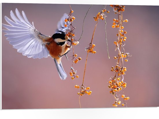 WallClassics - PVC Schuimplaat- Klein Vogeltje Eet Besjes tijdens het Vliegen - 75x50 cm Foto op PVC Schuimplaat