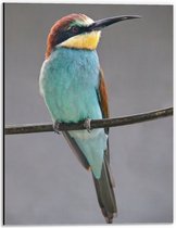 WallClassics - Dibond - Kleurrijke Bijeneter Vogel - 30x40 cm Foto op Aluminium (Met Ophangsysteem)