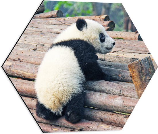 WallClassics - Dibond Hexagon - Kleine Panda Oefent met Klimmen - 50x43.5 cm Foto op Hexagon (Met Ophangsysteem)